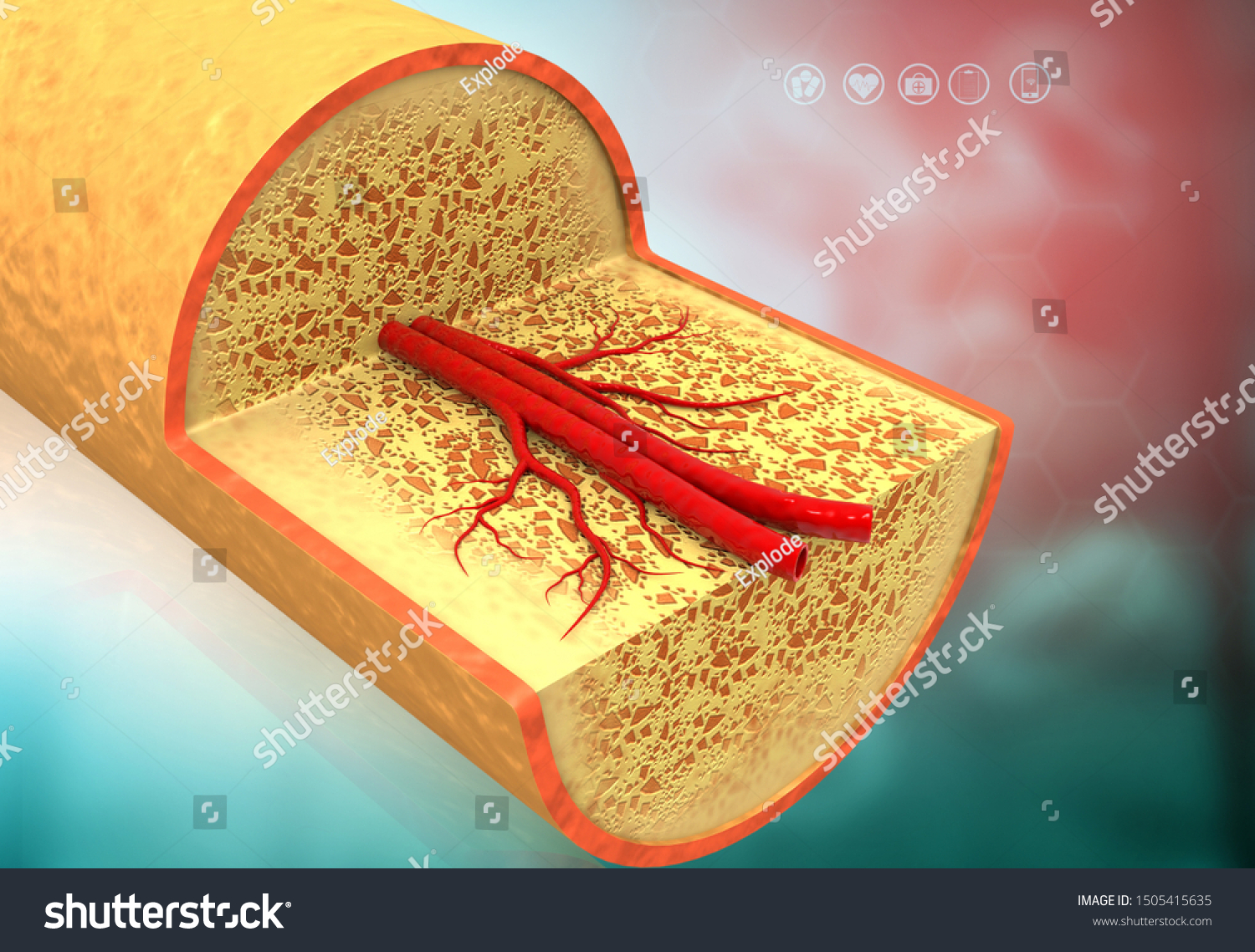 Cross Section Anatomy Human Bone 3d 库存插图 1505415635 Biology Diagrams