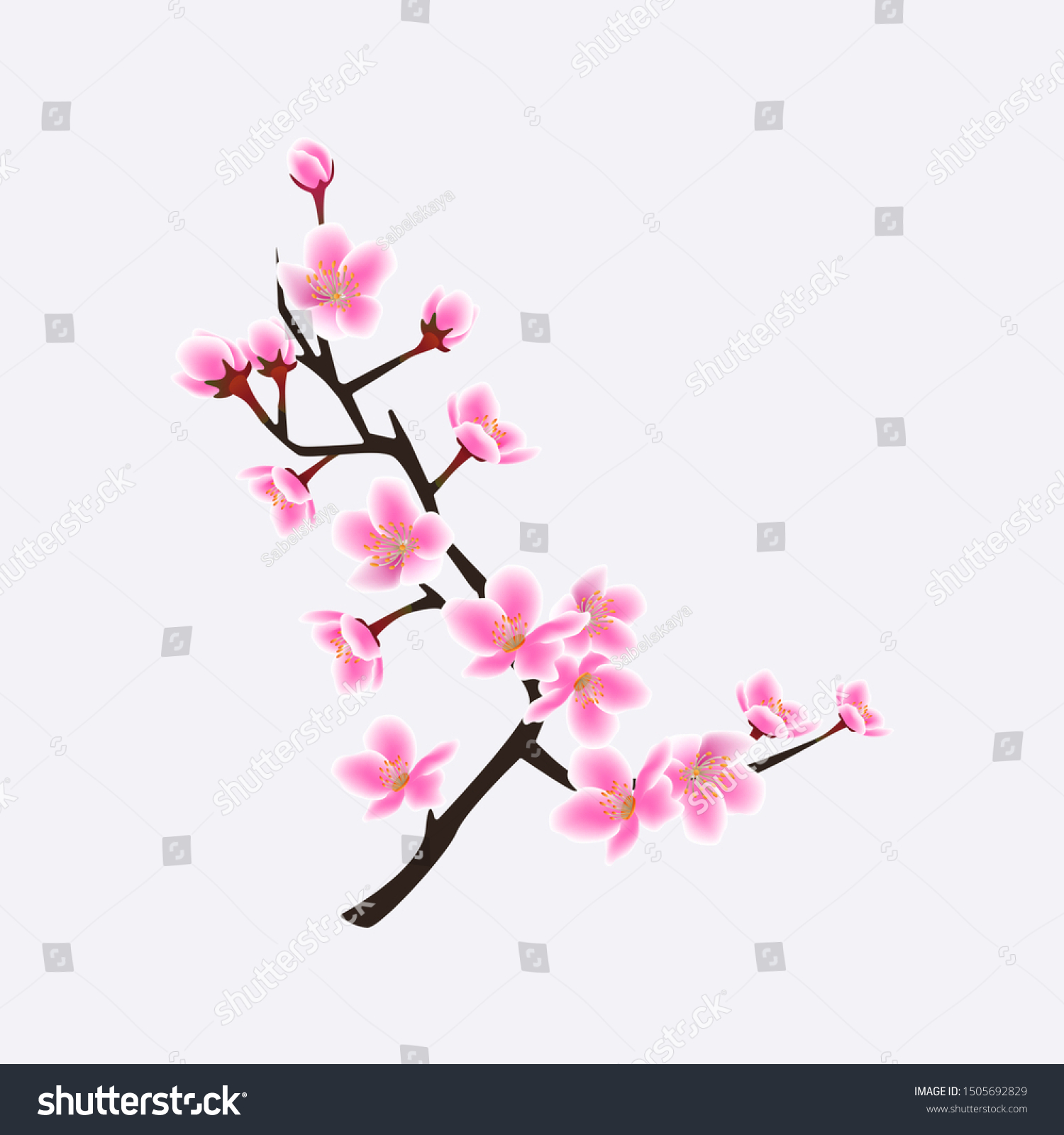 Blooming Branch Japanese Sakura Tree Gentle Stock Vector (Royalty Free ...