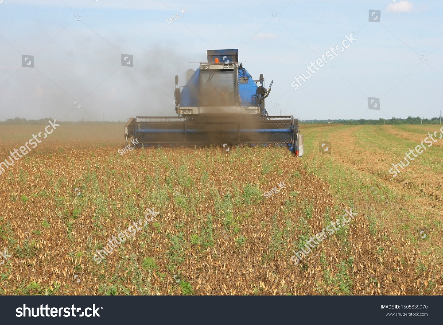 buckwheat harvesting