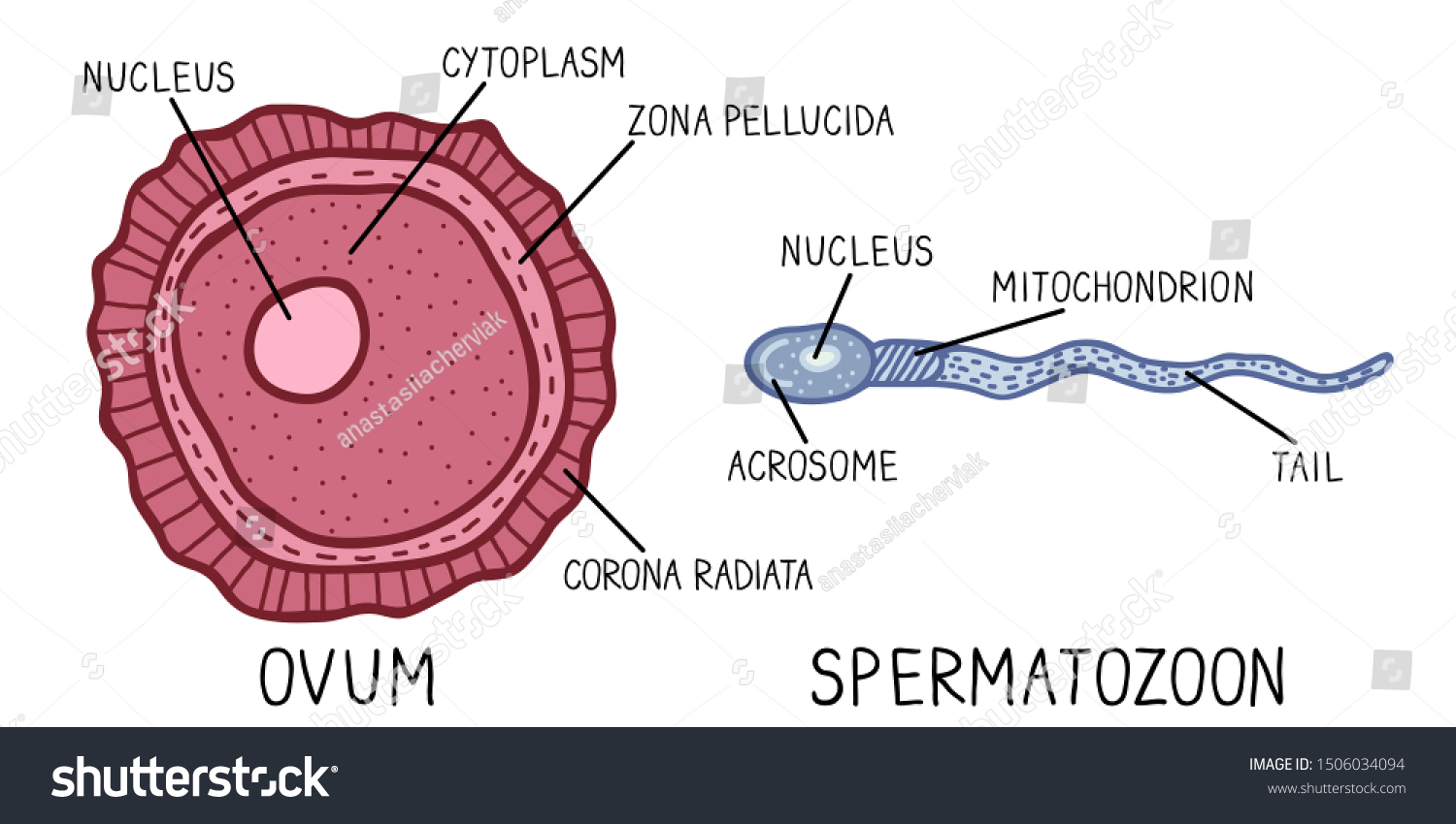 Hand Drawn Vector Illustration Structure Spermatozoon Stock Vector ...