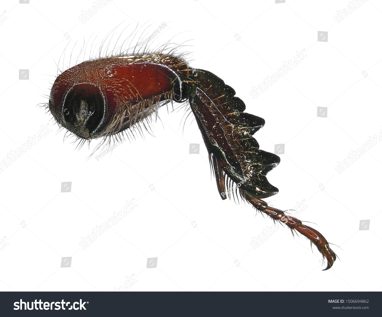 Scarab Beetle Leg Femur Tibia Tarsus Stock Photo 1506694862 | Shutterstock