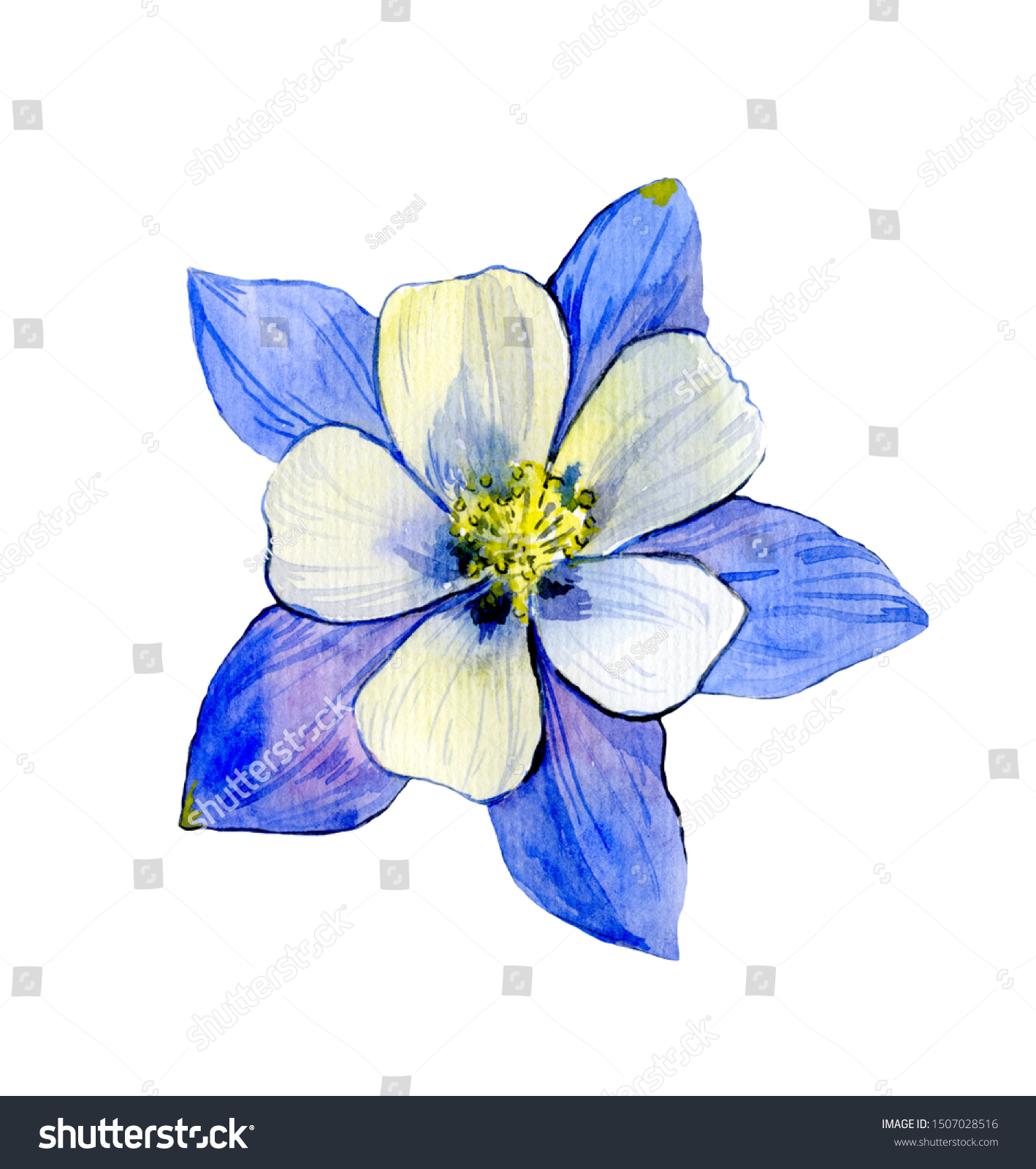 Columbine Flower Colorful Watercolor Illustration Isolated Stock ...