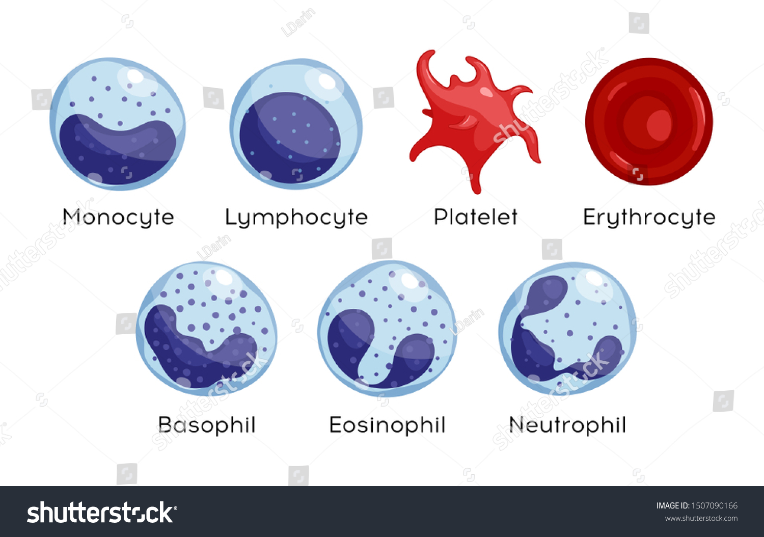 Set Monocyte Lymphocyte Eosinophil Neutrophil Basophil Stock ...