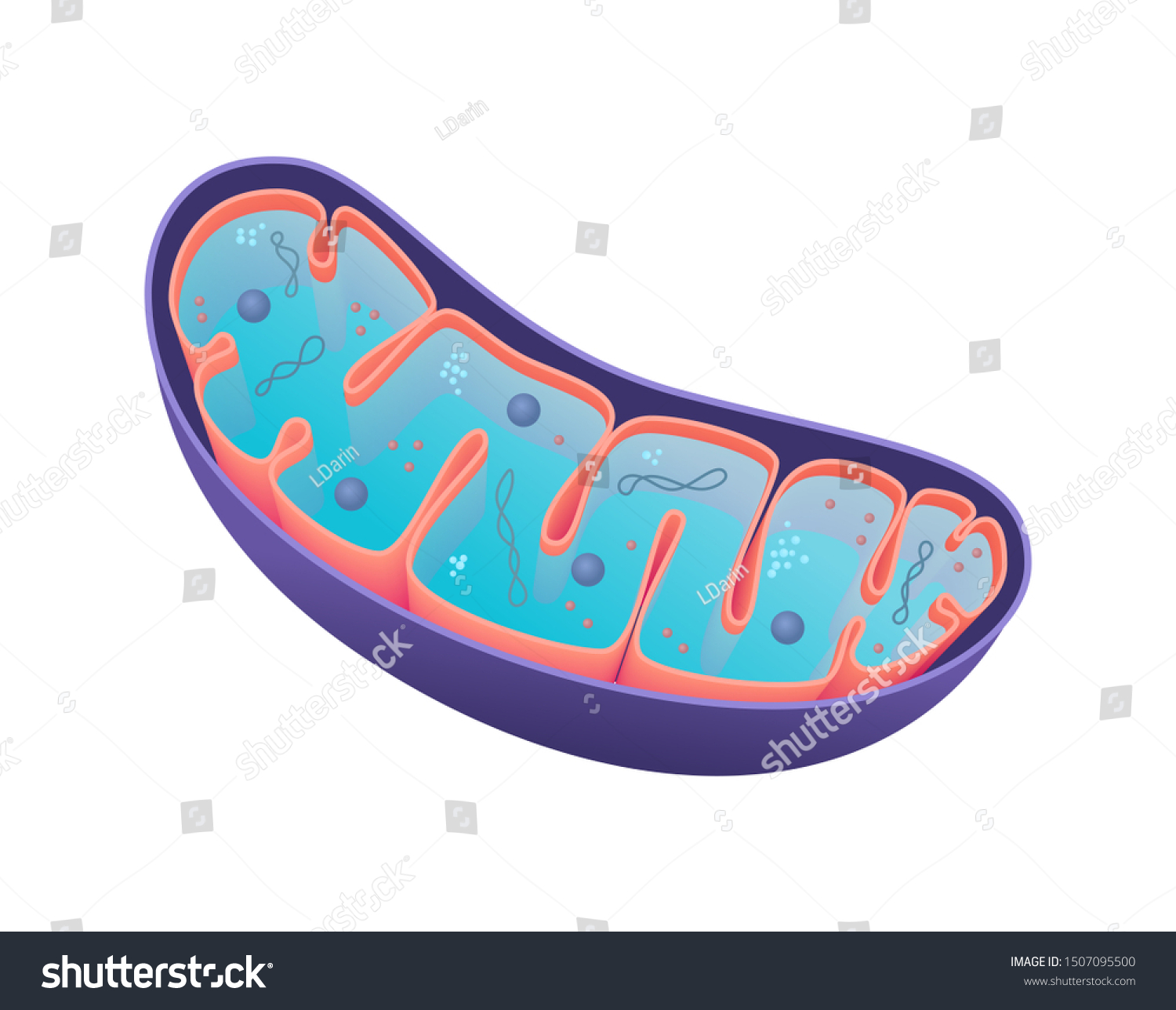 Medical Illustration Mitochondria Crosssection View Stock Illustration ...