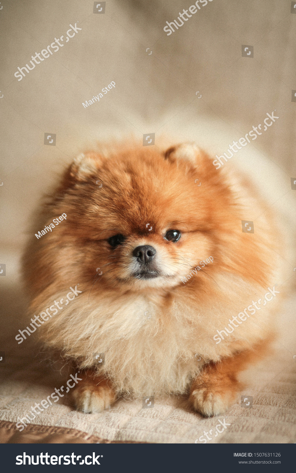 pomeranians that look like teddy bears