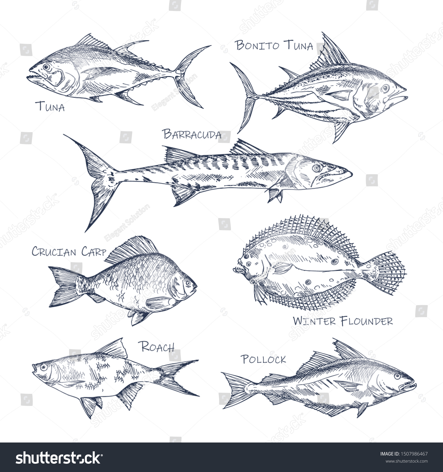 Set Isolated Fish Sketch Shop Store Stock Vector (Royalty Free ...