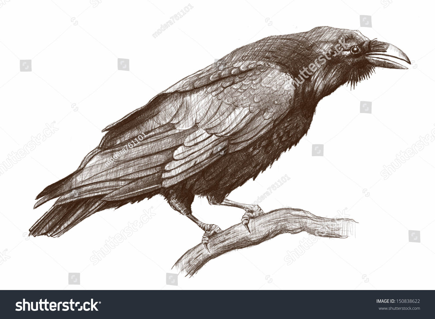 Чучело птицы в графике ворона