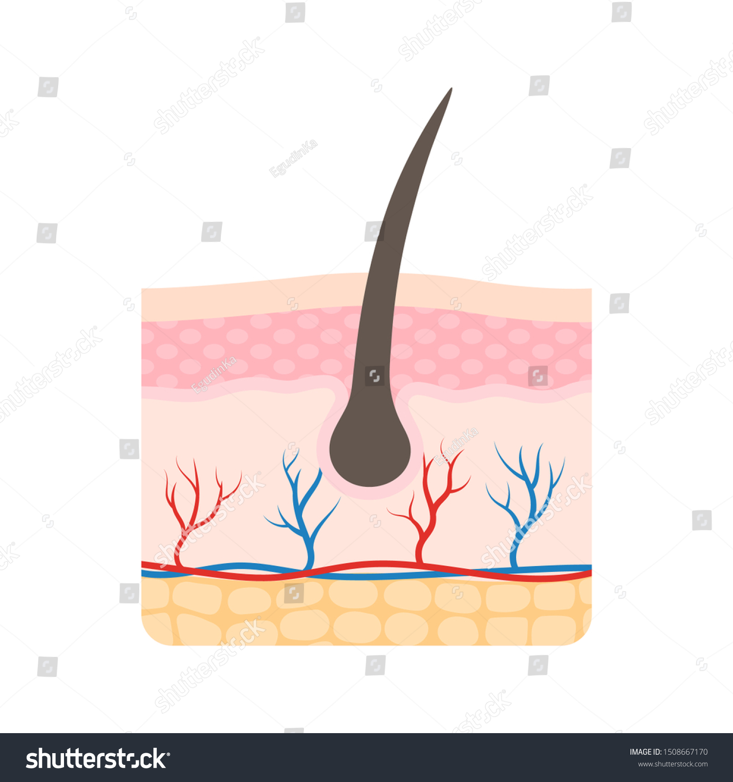 Human Skin Structure Medical Diagram Three Stock Vector (royalty Free 