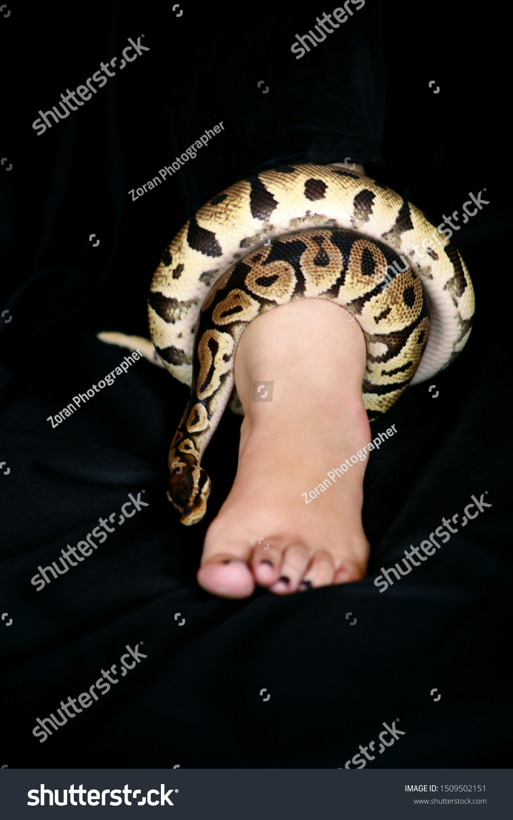 Leg Royal Python Snake Ball Python Stock Photo 1509502151 | Shutterstock