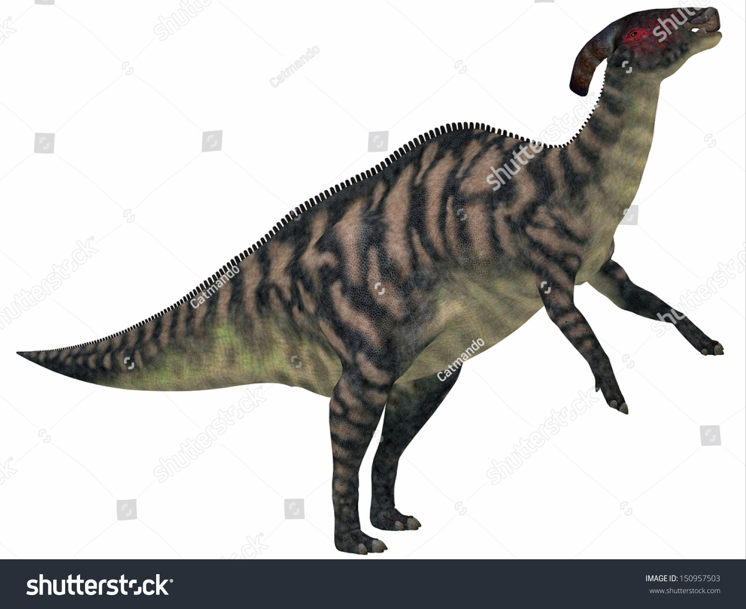 Parasaurolophus Striped On White Parasaurolophus Herbivorous Stock ...