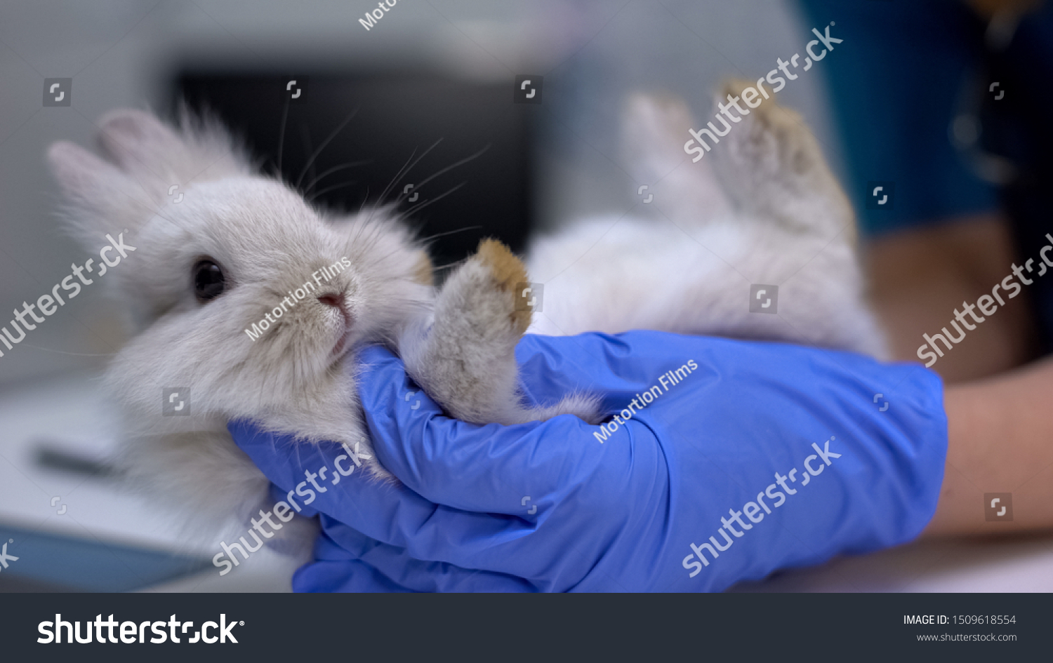 Диагностика пододерматита кроликов