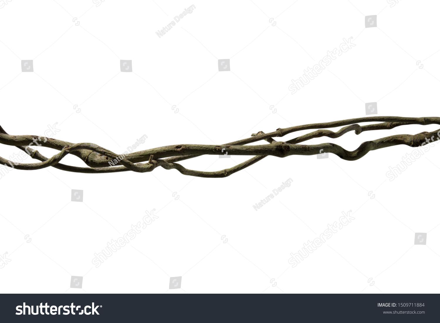 Spiral Twisted Jungle Tree Branch Vine Stock Photo 1509711884 ...