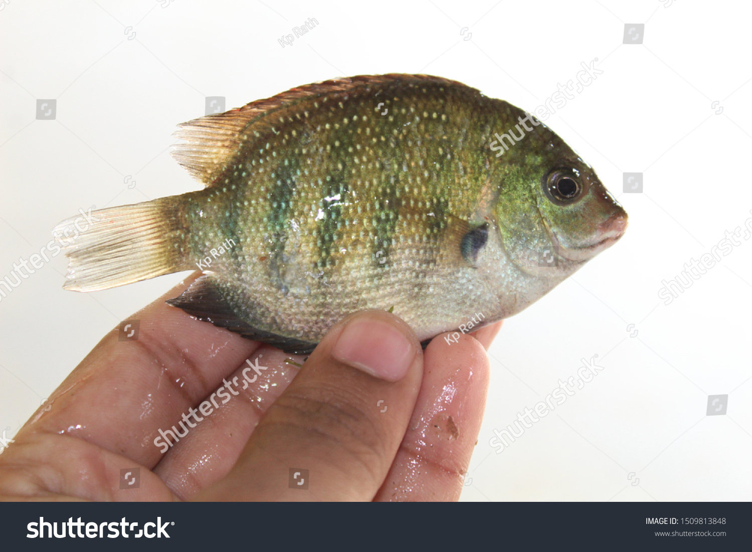 chilika lake fish