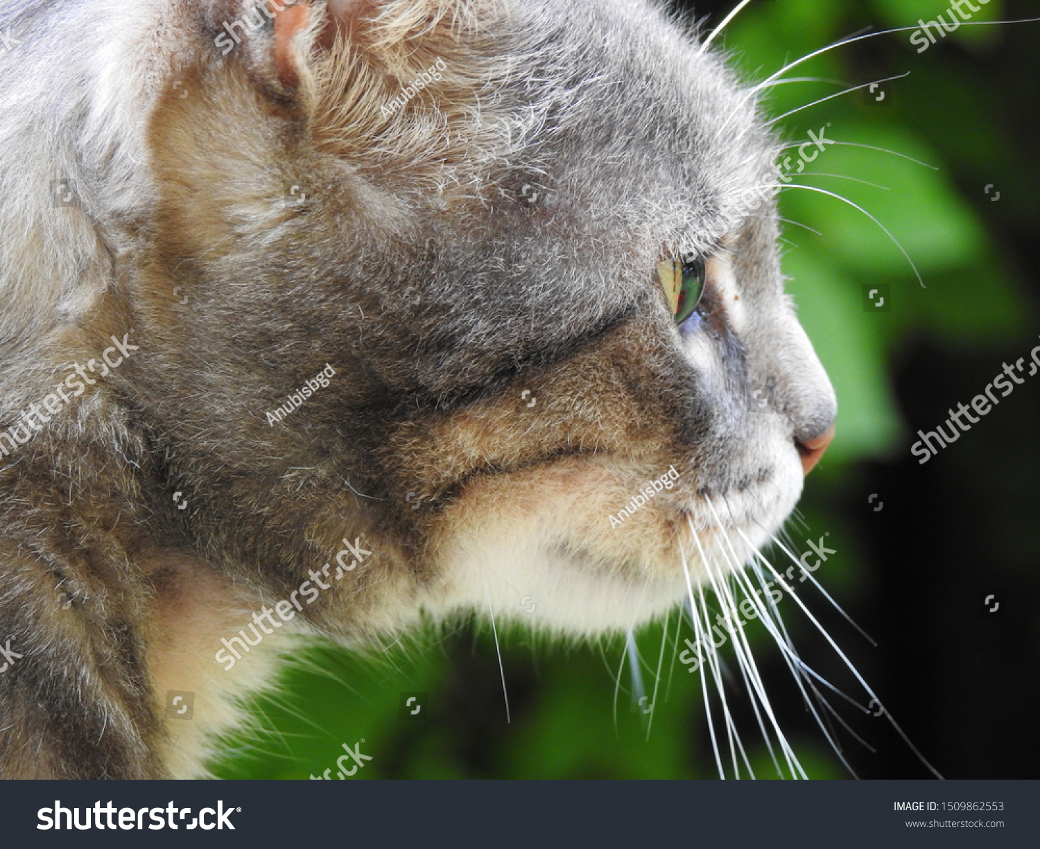 cat on a hot tin roof