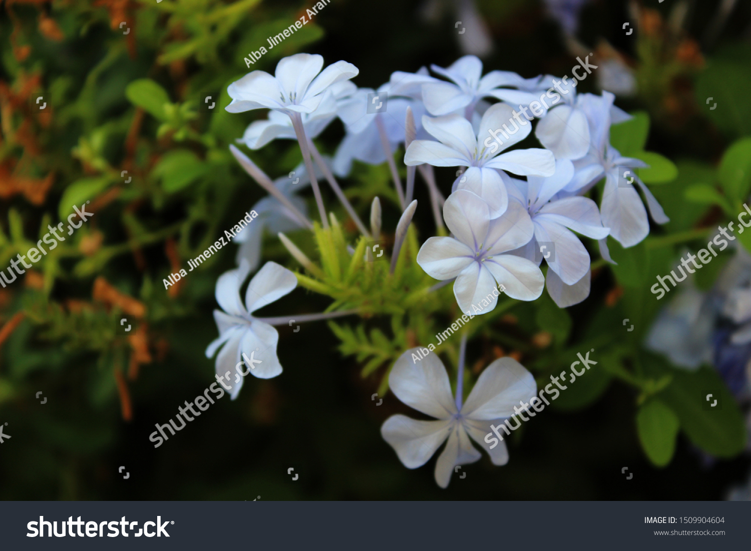 Blue Flowers Plumbago Auriculata Common Names Stock Photo 1509904604 ...