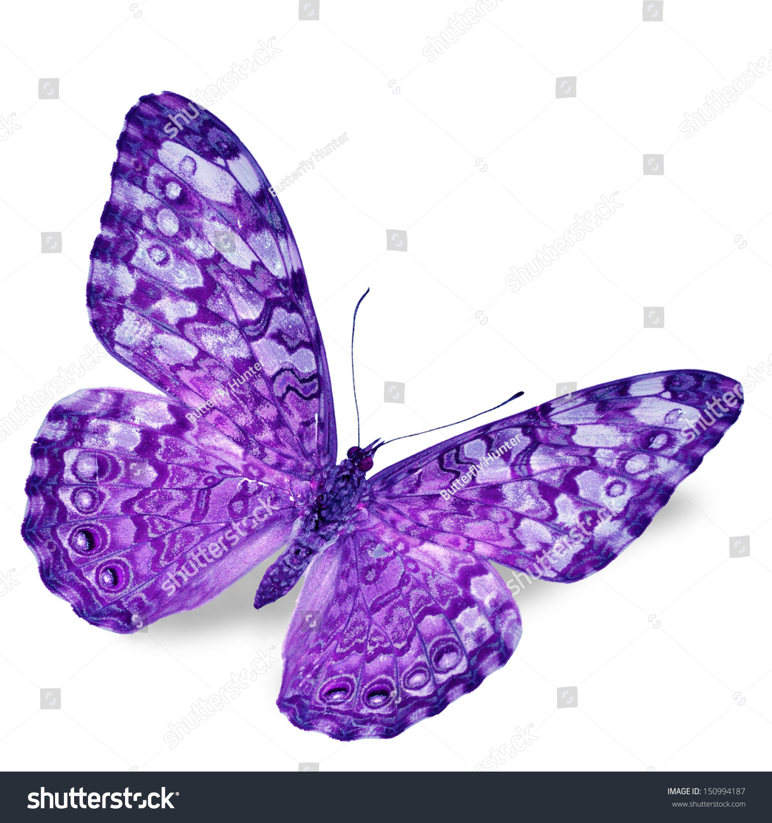 Бабочки светло фиолетовые на белом фоне