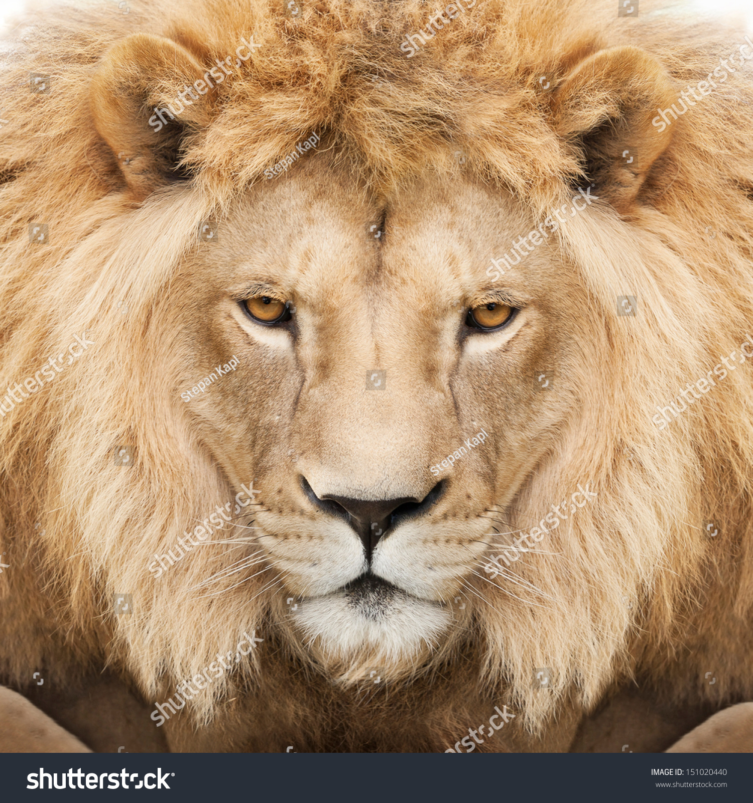 Portrait Majestic Lion Crowned Mane Stockfoto 151020440 | Shutterstock