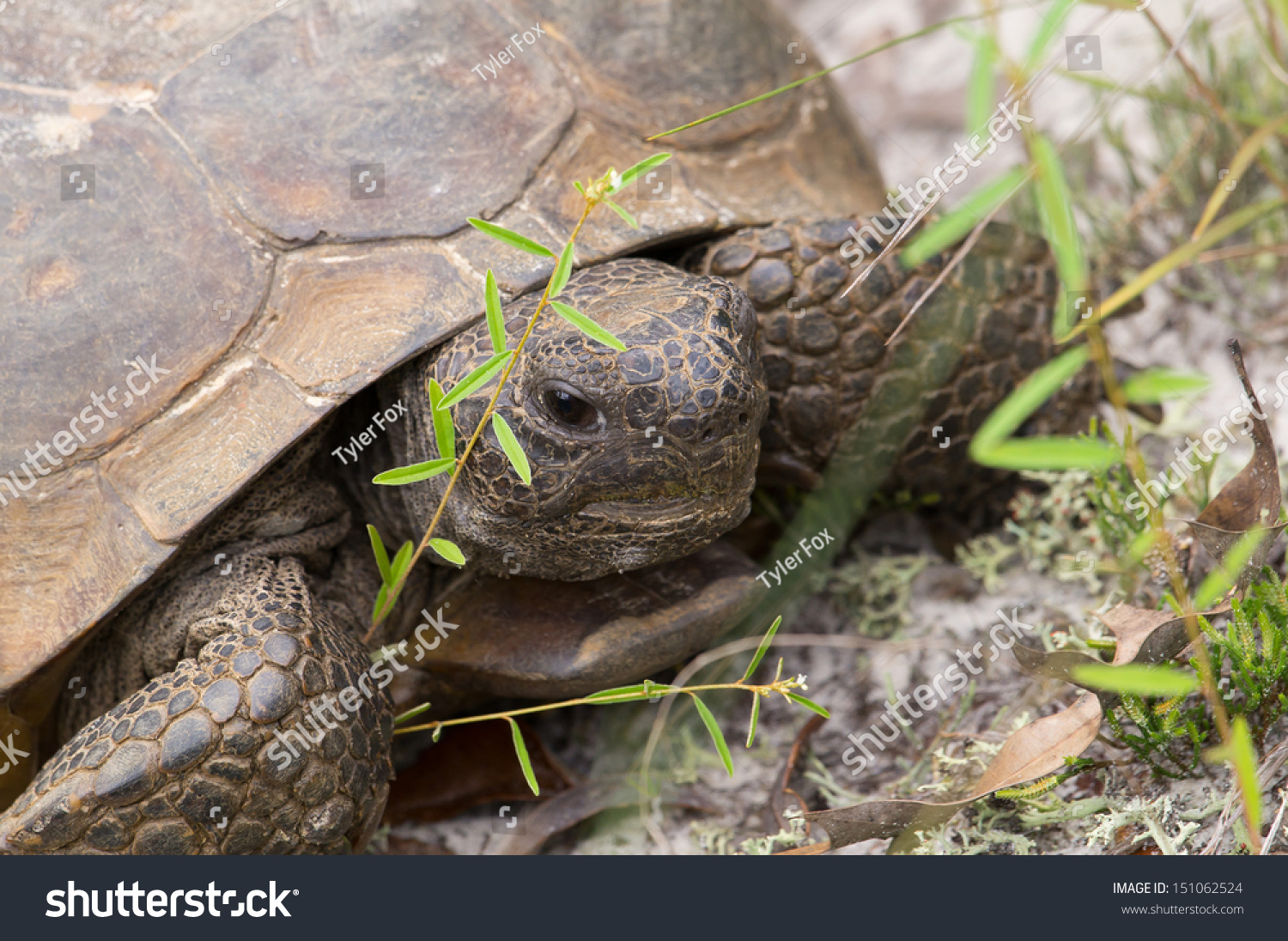 This Adult Gopher Tortoise Oak Scrub Stock Photo 151062524 | Shutterstock