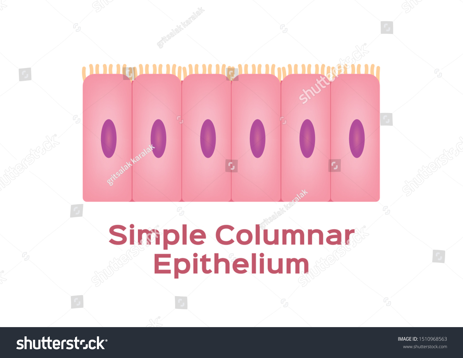 Simple Columnar Epithelium Epithelial Tissue Stock Vector Royalty Free Shutterstock