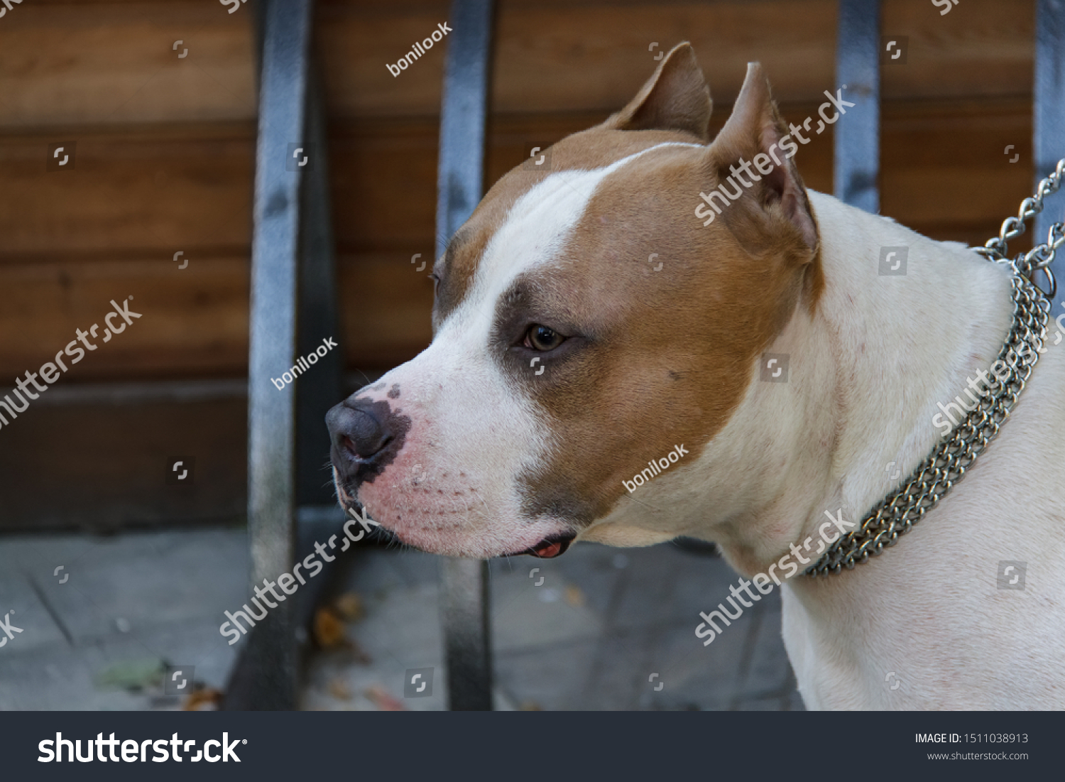 are american pit bull terriers dangerous