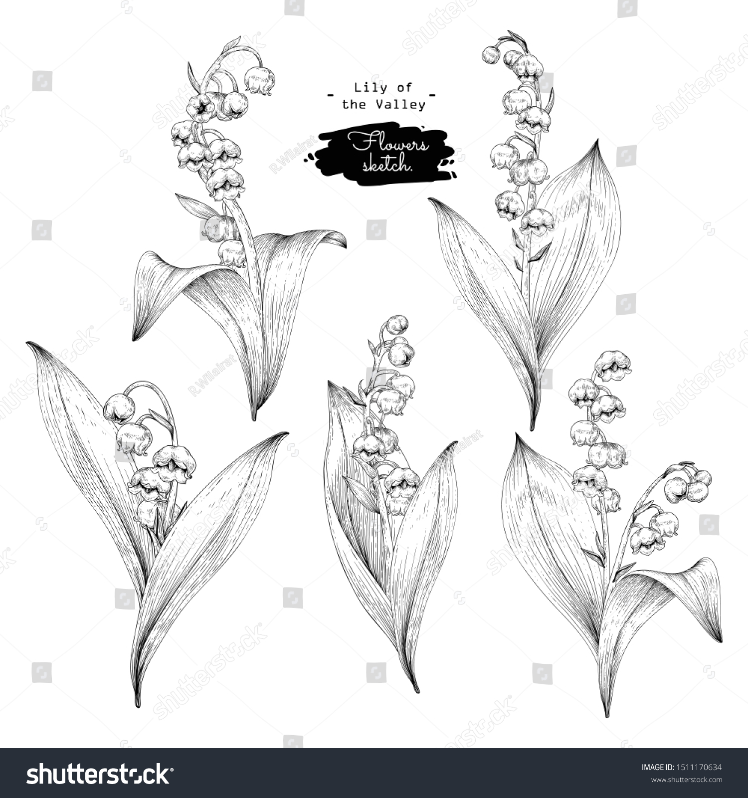 Ландыш Ботанический рисунок