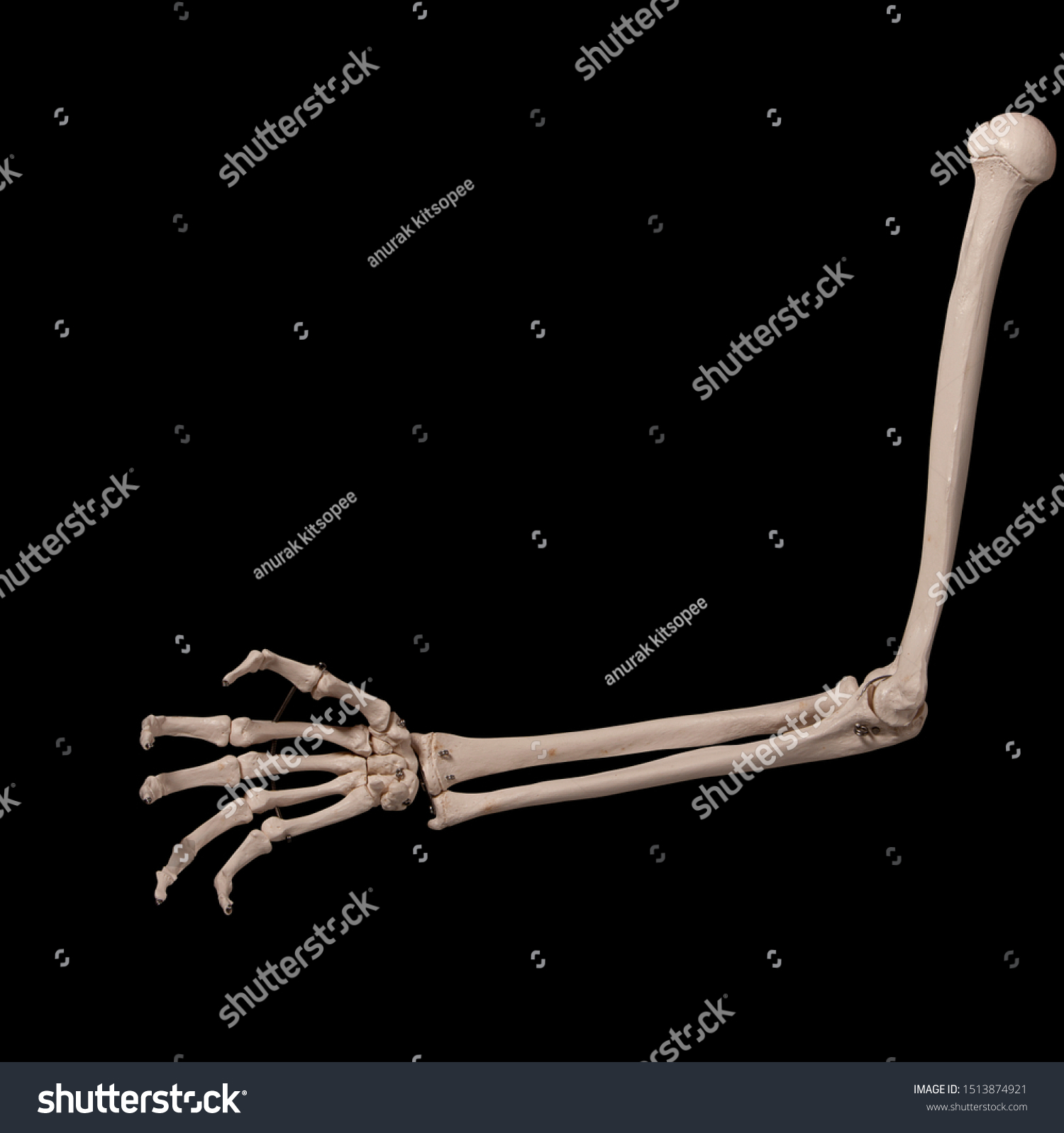 Human Forearm Skeleton Stock Photo 1513874921 | Shutterstock