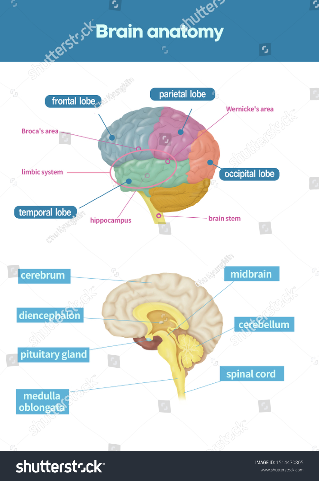 Medical Illustration Explain Brain Anatomy Stock Illustration ...