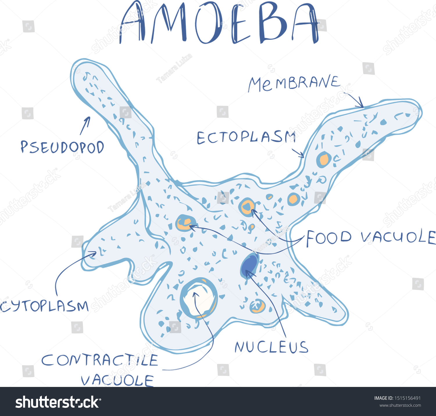 Amoeba Proteus Structure Microorganism Amoeba Hand Stock Vector ...