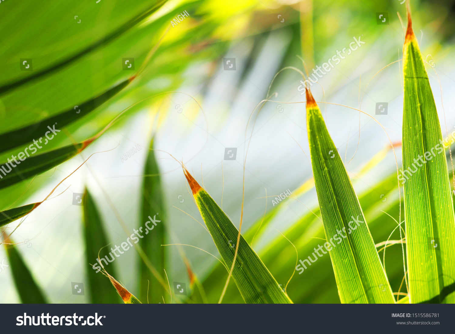 Lush Green Tropical Jungle Closeup Nature Stock Photo 1515586781