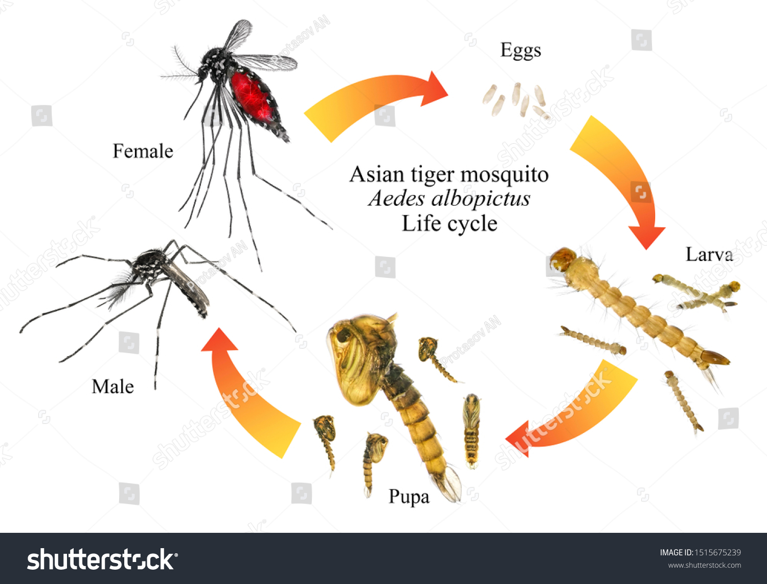 Asian Tiger Mosquito Forest Mosquito Aedes Stock Photo 1515675239 ...