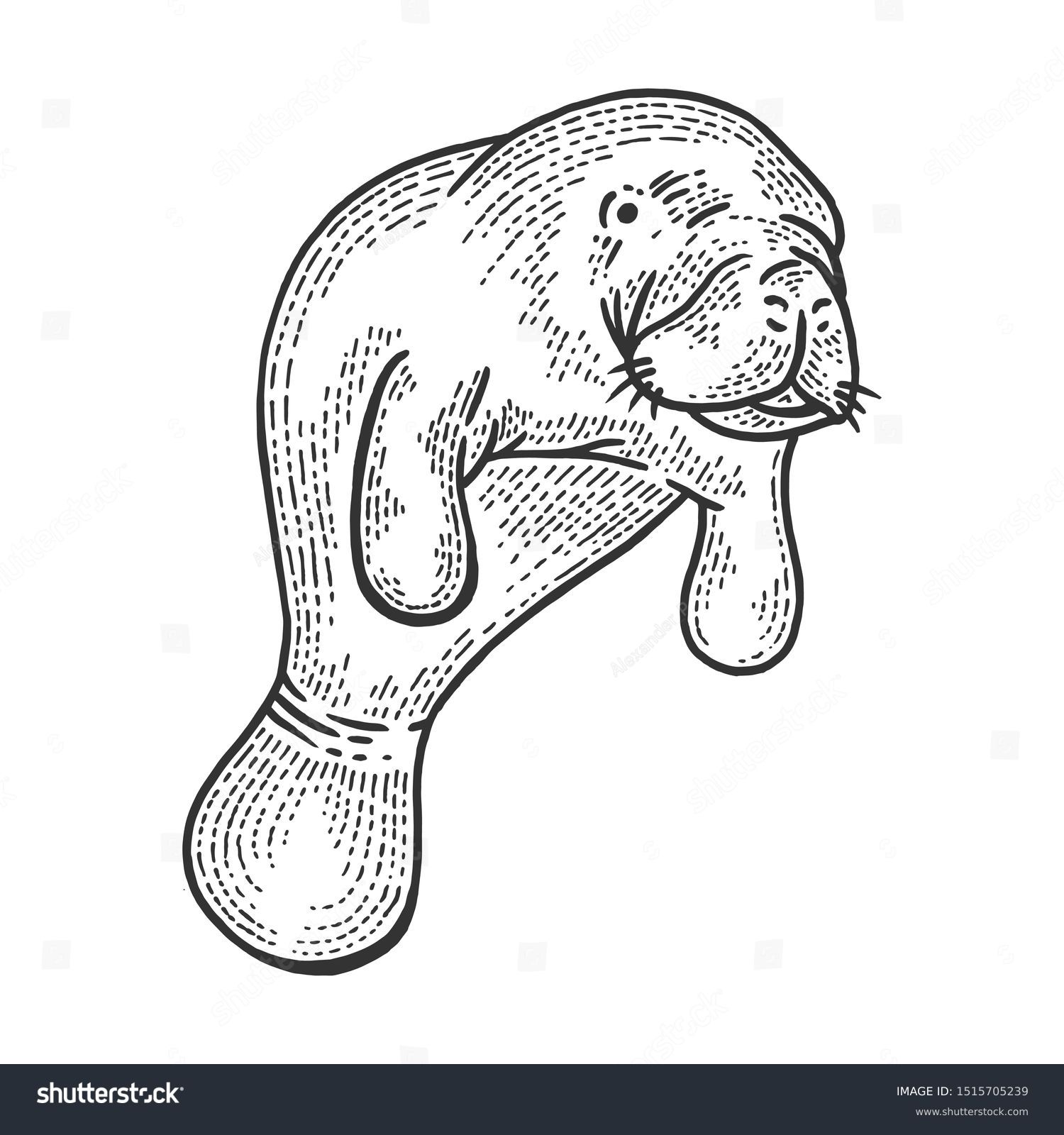 Manatee Water Animal Sketch Engraving Vector Stock Vector (Royalty Free ...