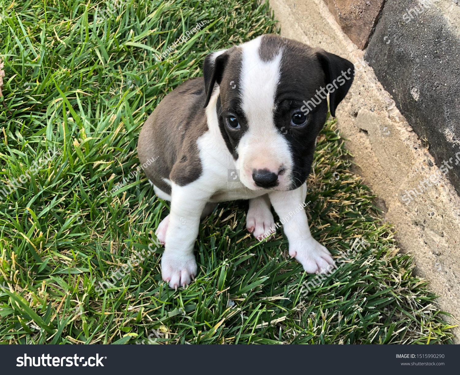 pitbull dog puppy black