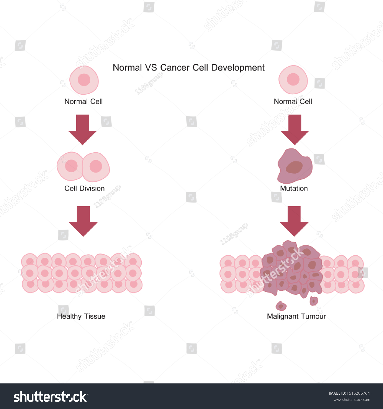 cancer cells vs normal cells chart