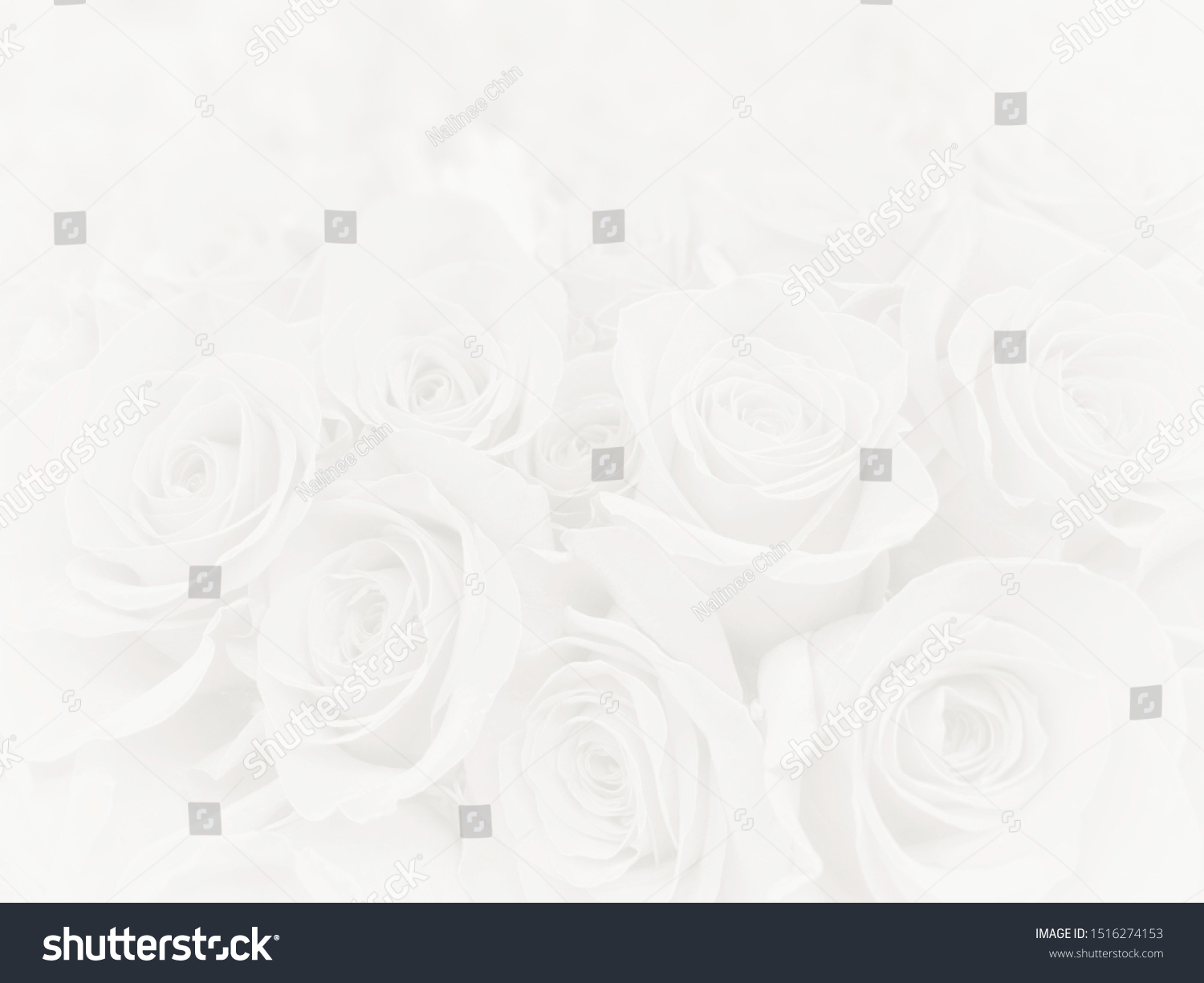 White Rose Background Blur Style Stock Photo 1516274153 | Shutterstock