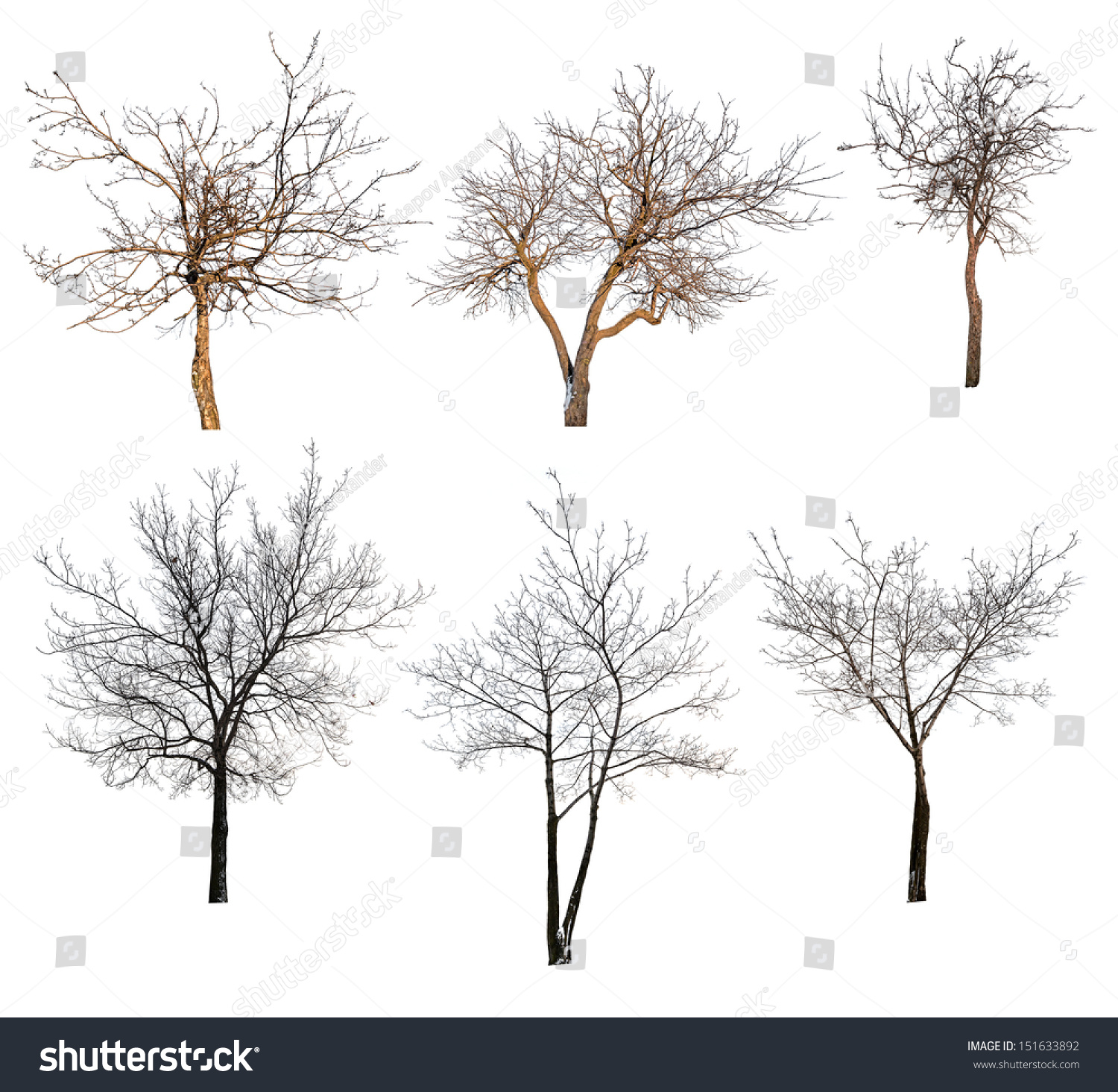 Six Trees Without Leaves Isolated On Stock Photo 151633892 | Shutterstock