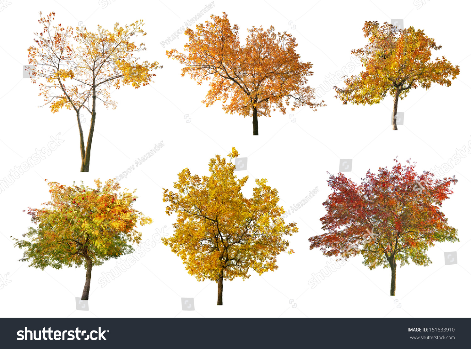 Set Six Golden Fall Trees Isolated Stock Photo 151633910 | Shutterstock