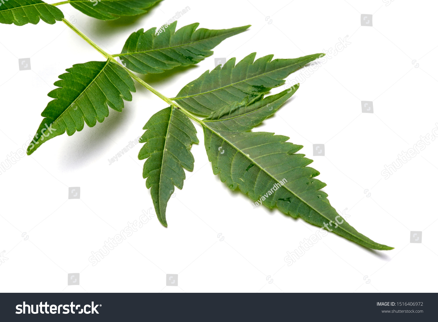 Closeup Neem Leaf Isolated White Background Stock Photo 1516406972 ...