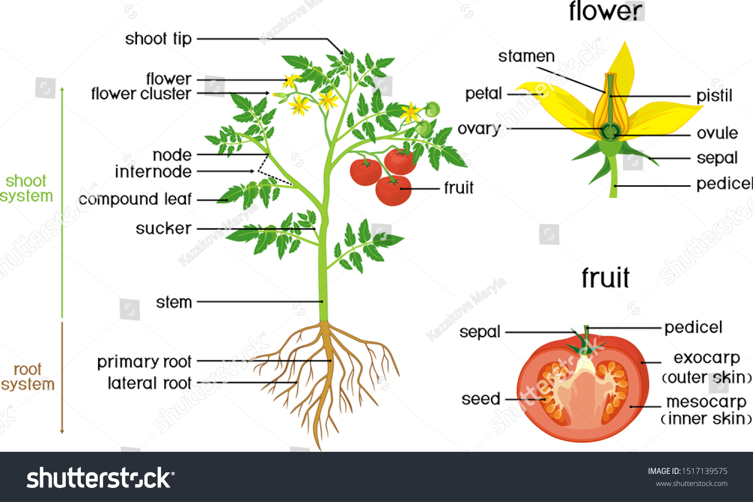 Parts Plant Morphology Tomato Plant Green Stock Vector (Royalty Free ...