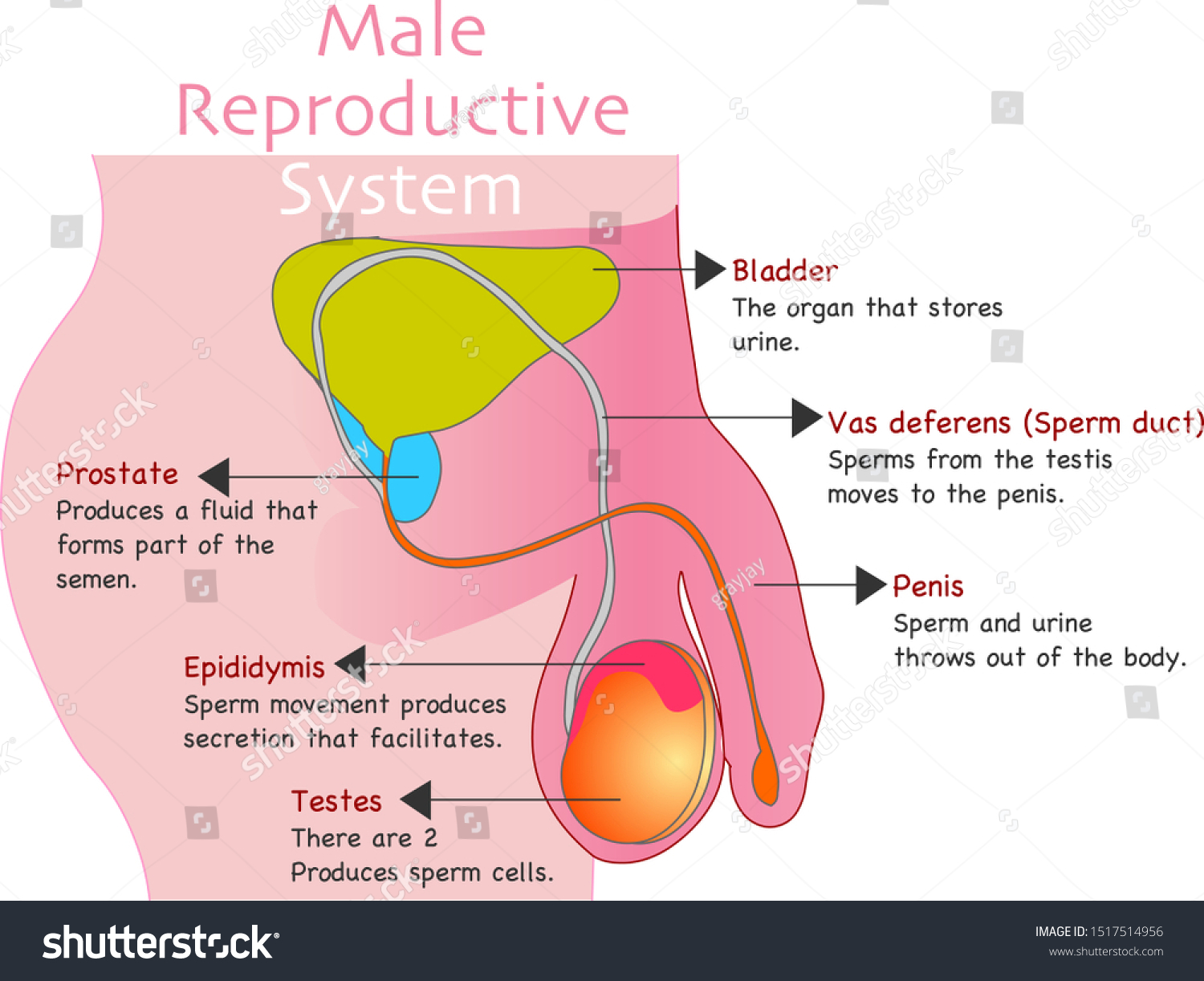 Man Reproduction System Male Reproductive Organs Vector De Stock Libre De Regalías 1517514956 4088