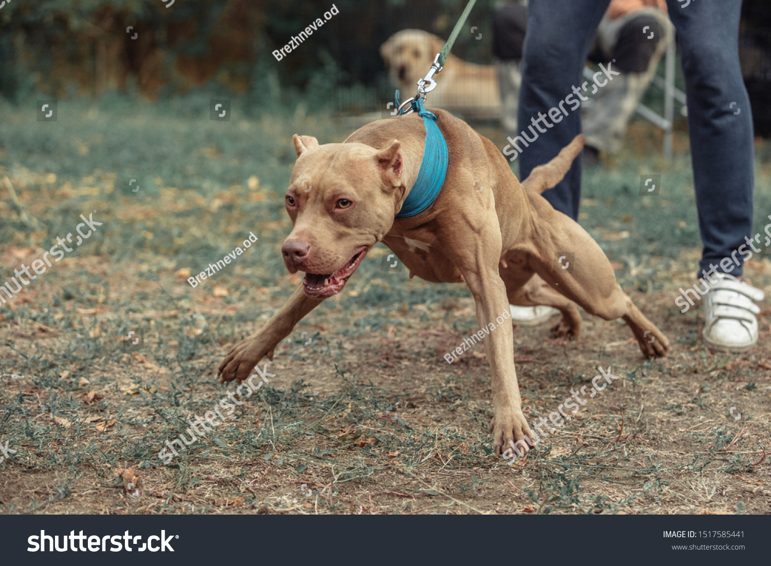 2 194 Afbeeldingen Voor Aggressive Pitbull Afbeeldingen Stockfoto S   Stock Photo American Pitbull Terrier Bark And Strong 1517585441 