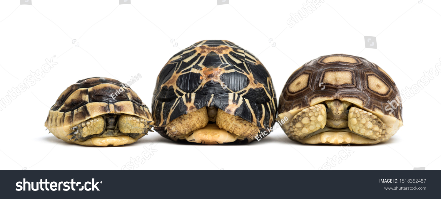 Radiated Tortoise Leopard Tortoise African Spurred Stock Photo ...