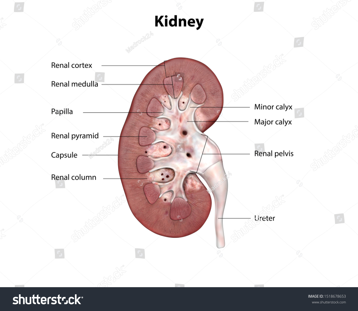 Human Kidney Anatomy Cross Section 3d Stock Illustration 1518678653 ...