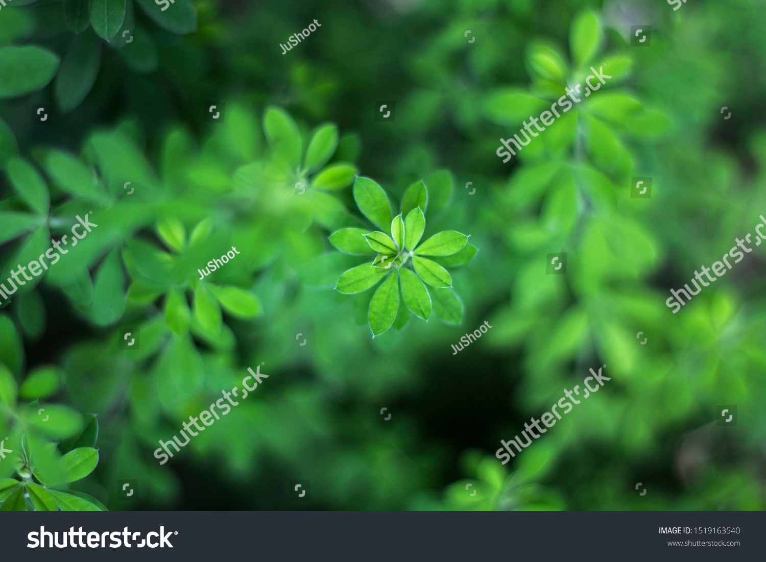 Green Shrub Leaves Plant Background Stock Photo 1519163540 Shutterstock