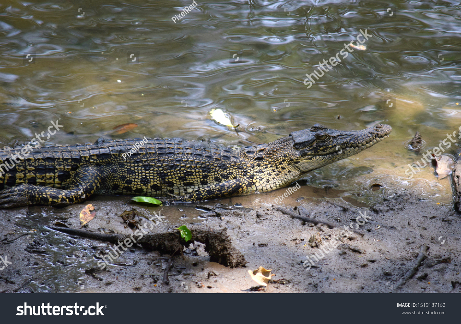 Young Crocodile Basking On Muddy Riverbank Stock Photo 1519187162 ...