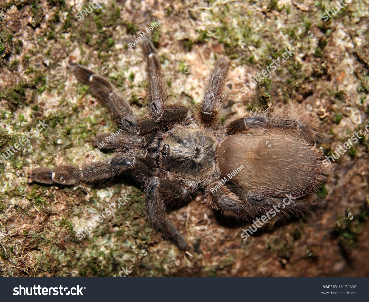 Arboreal Tarantula Psalmopoeus Reduncus Costa Rica Stock Photo 15192868 ...