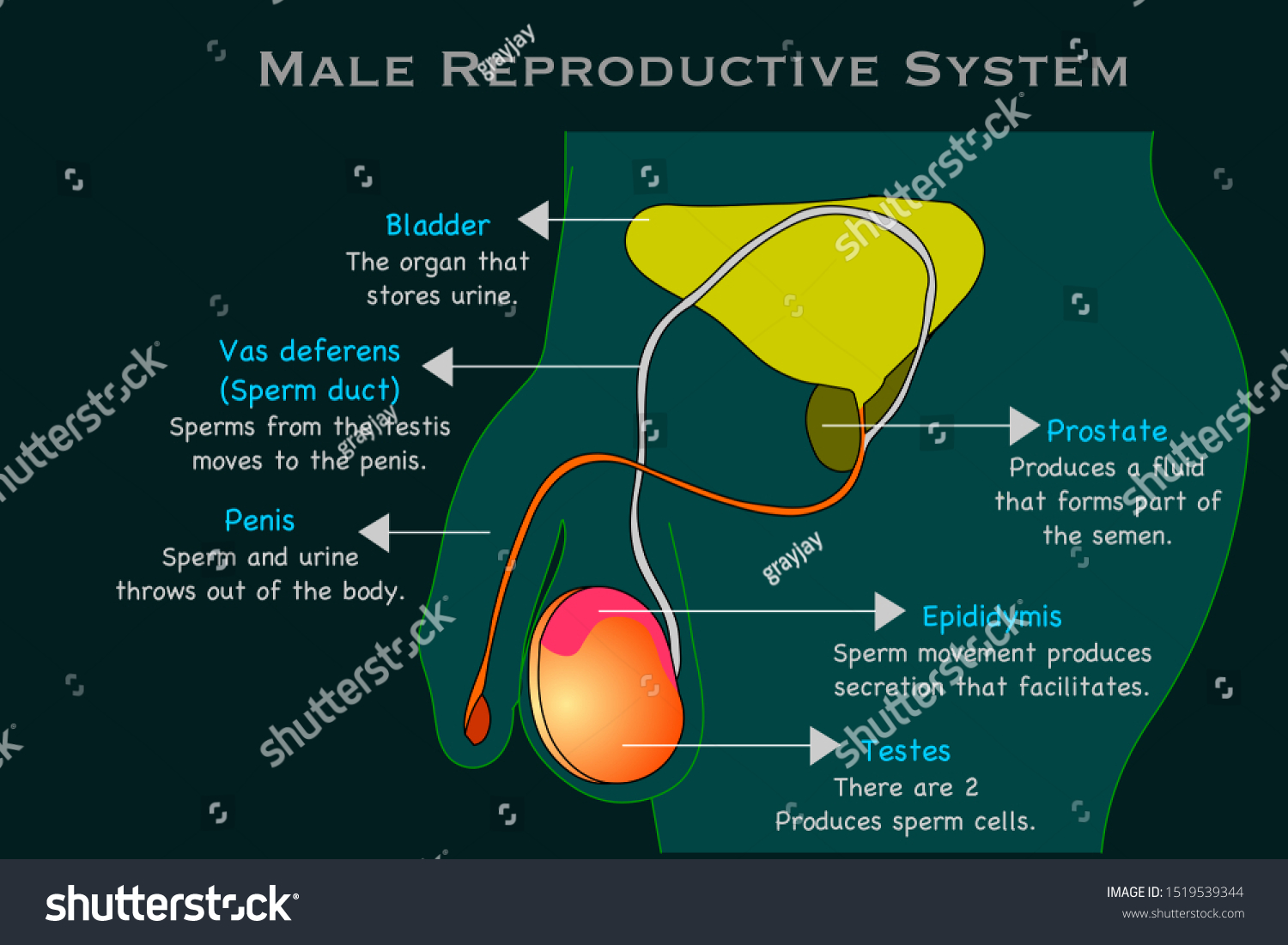 Male Reproductive System Man Reproduction Organs Stok Vektör (Telifsiz) 151...
