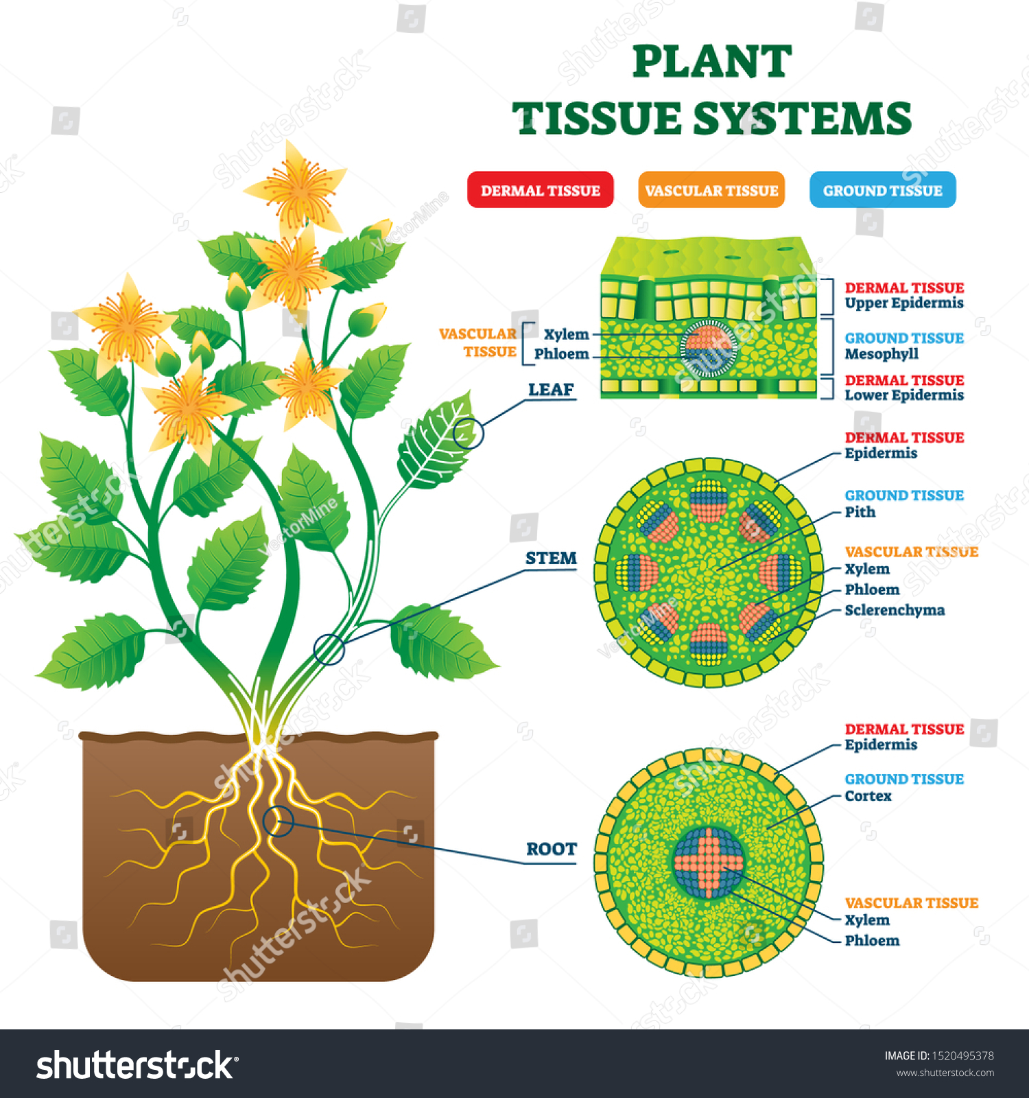 Plant Tissue Systems