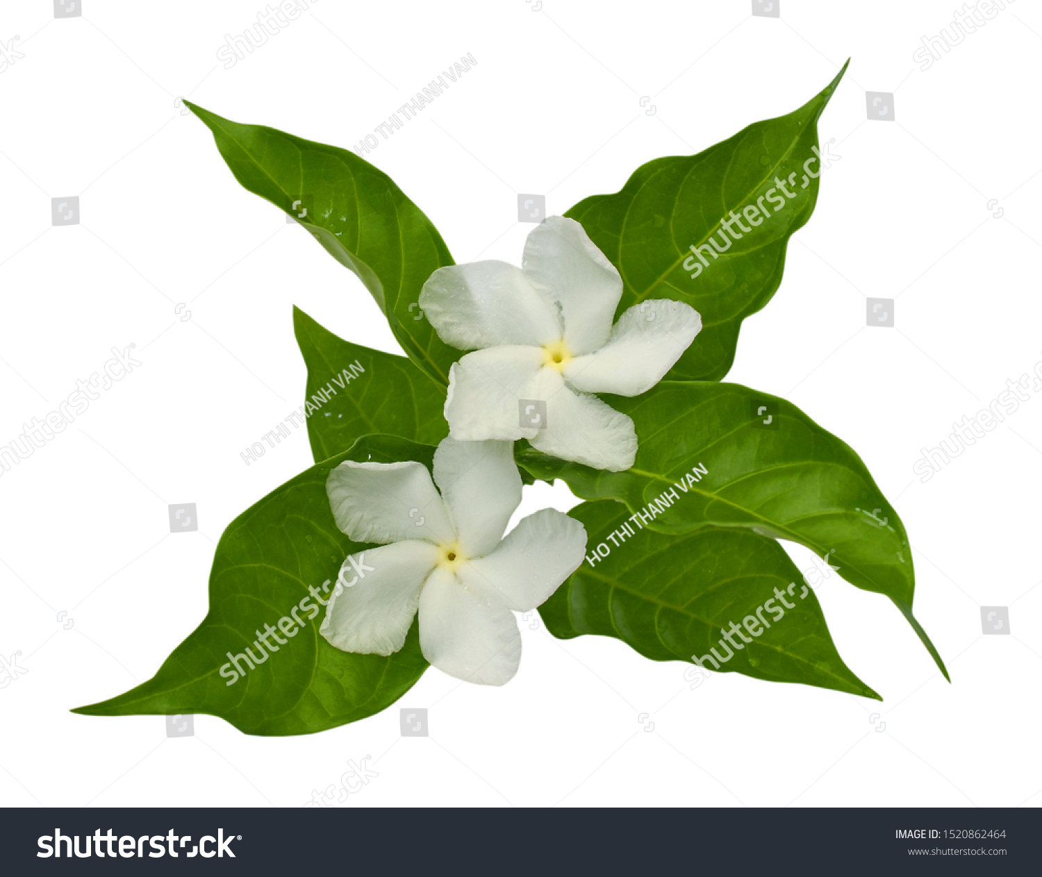 Beautiful Jasminum Sambac Flower Sampaguita Melati Stock Photo ...