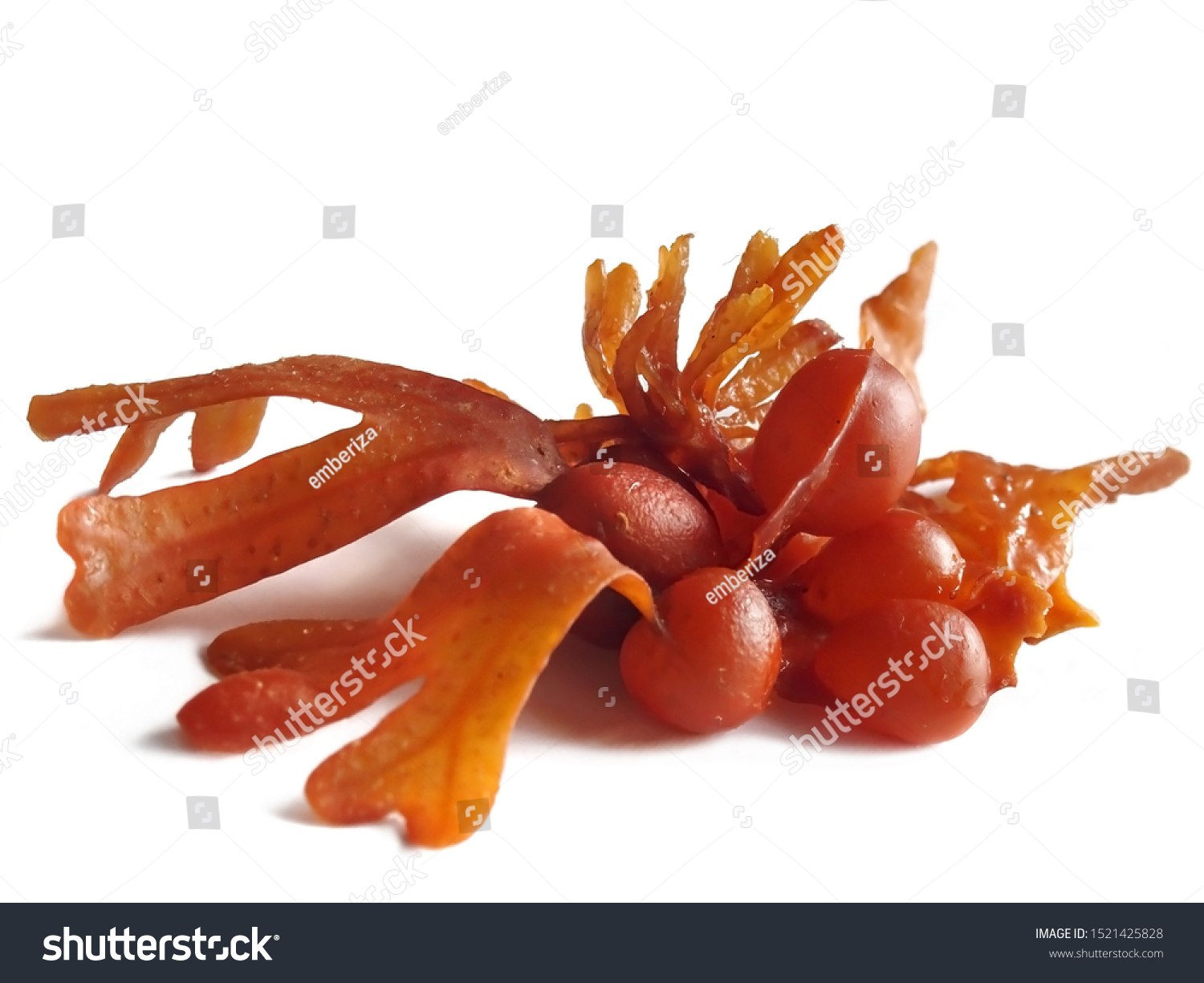 729 Fucus vesiculosus Images, Stock Photos & Vectors | Shutterstock