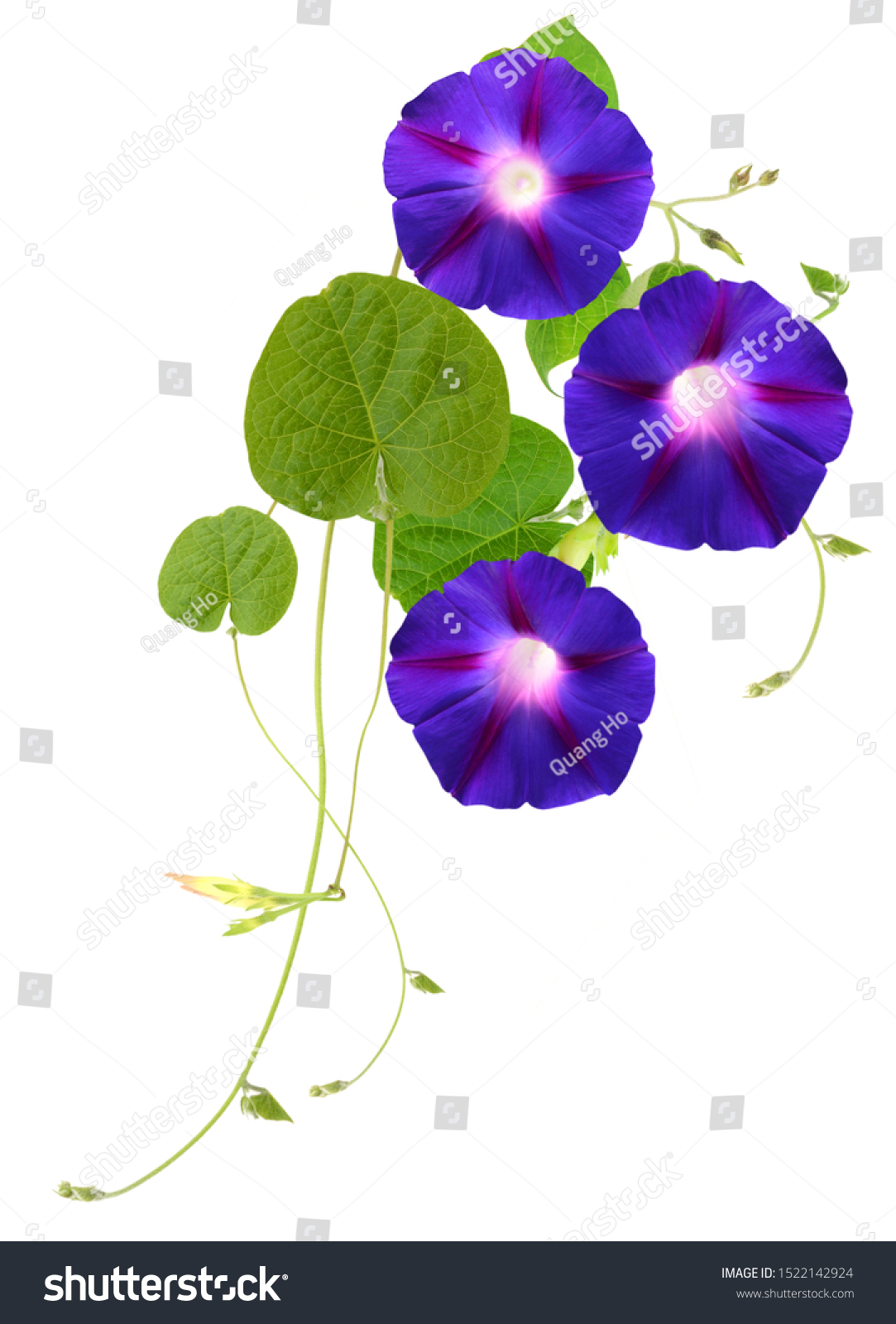 10,572 Morning Glory Isolated Stock Photos, Images & Photography ...